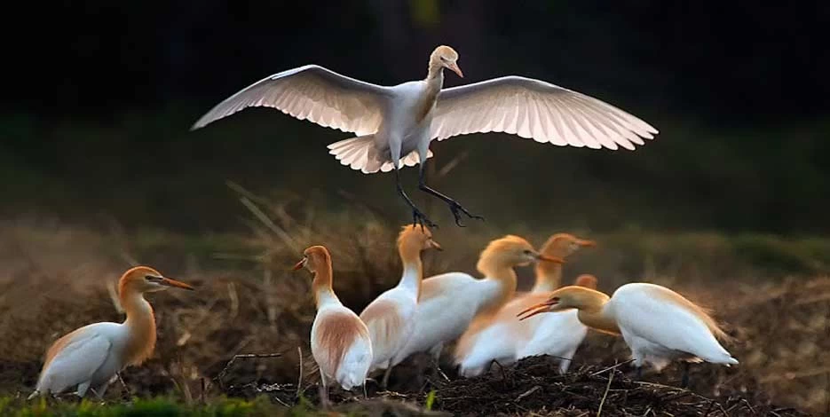 Bharatpur National Park