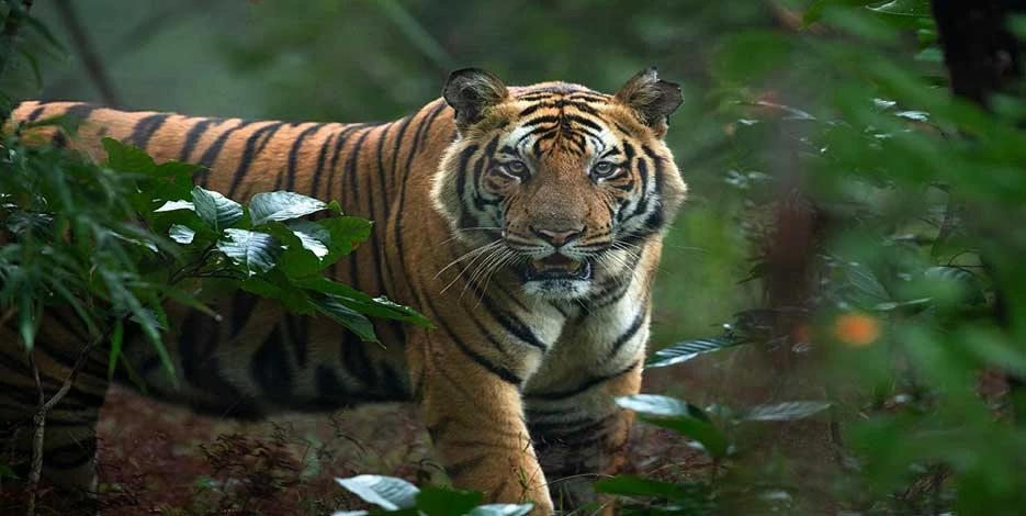 Golden Triangle Tour with Jim Corbett Bandhavgarh Kanha Wildlife Safari