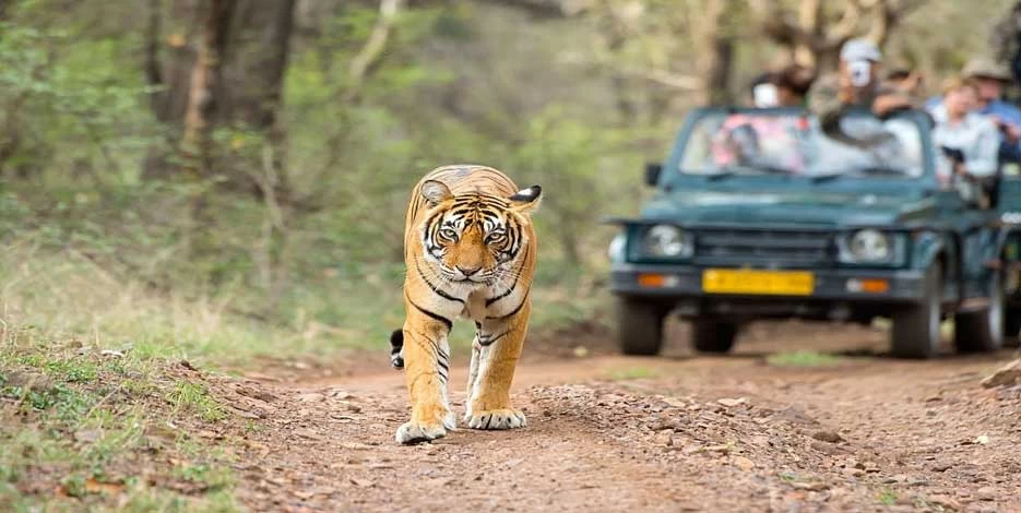 Golden Triangle Tour with Wildlife Safari