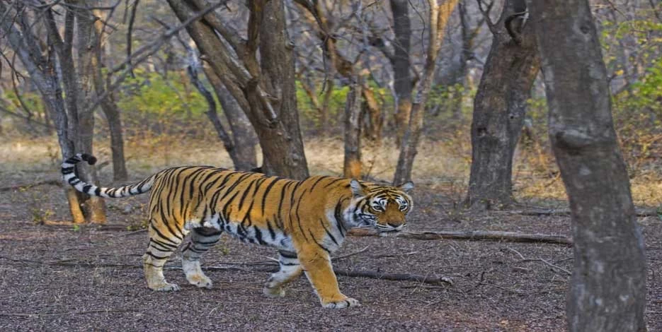 Golden Triangle Tour with Ranthambore